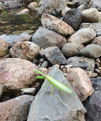 ϲ��ð�գ�ϲ����Ȥ�����