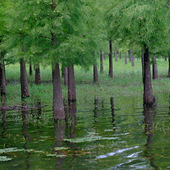 ������ʪ�ط��