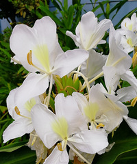 [������]���㵭�ŵĽ������������ǳ����