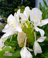 [������]���㵭�ŵĽ������������ǳ����