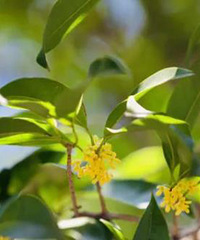 ̨�ݽ���𻨻�����?