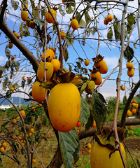 [������]���Ӻ���