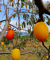 [������]���Ӻ���