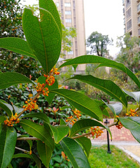 [������]�ٿ��Ĺ𻨣����������˲��һ����