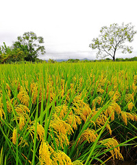 [������]��ɫ������