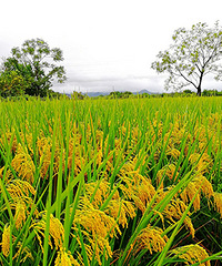 ��ɫ�����죨��ͼ��