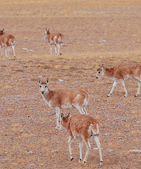 �����ж���ƪ