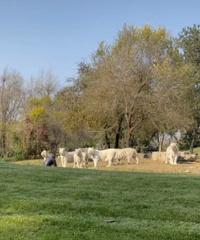 ���οʹ��뵥��11ֻ�׻�������������ͨ��