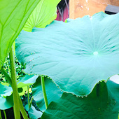 һ��һľ�Ծ߷���