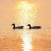 �Ҹ�̨�� ��������