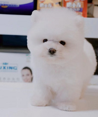 ����С�ɰ�