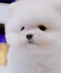 ����С�ɰ�