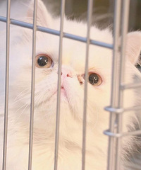 ȫ�׳�ë�ӷ�