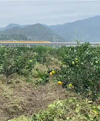 Ӱ�쵽����ժ������