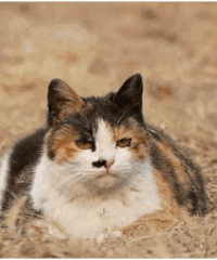 ���ӻ�68Ԫ����20ֻ��բз���򿪿��ɵ��...