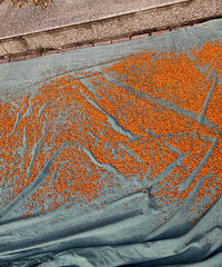 ��ô��𻨣����ж�������