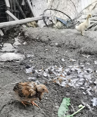 [����]����һ�����������û��Ѽ�ԣ�Ҳû�ü�����