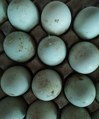 �������Ѽ������Ѽ����Ҫ���������飬����һ����