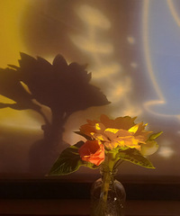 ������ѧ���а��Ҷ����Ŀ���