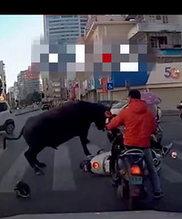 ����һˮţ����ײ��Ů�ӽ�ͷ�Ҵܣ�����Χ�»���