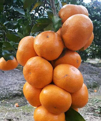 93�꽷������ϣ���������ѵ������ҽ�����ߵ�Ů��