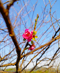 [������]����ż��÷�Ҷ�����«���ҡ���˼���С��