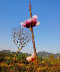 [������]����ż��÷�Ҷ�����«���ҡ���˼���С��