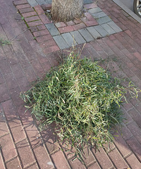 ����ɨ�ѣ���ɨ������