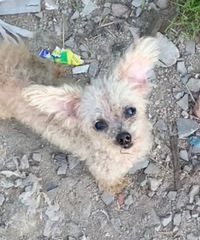 Ѱ��������������ʧ�ˣ����ֽ��л���鷳��Ұ�æ����