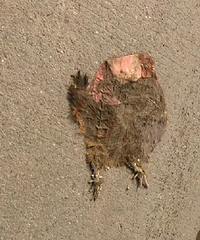 ���ﶪ��һֻ��ĸ���������158�׵���·����������