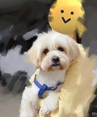 Ѱ������