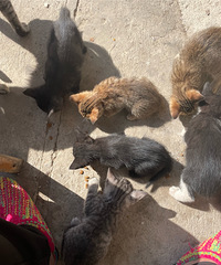 �Լ�����Сè��Ҫ����