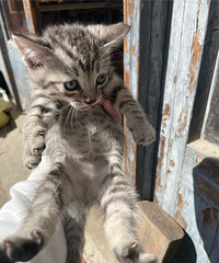 �Լ�����Сè��Ҫ����