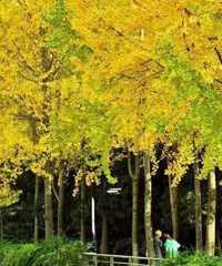 [����]���ӻ��ˣ�̨�ݼ��ܱߺÿ������ӷ羰