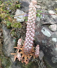 ̽·���ɽ��ʯ����ֻ��Զ��