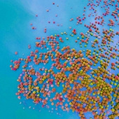 ��̶������