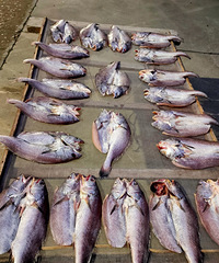 ���ɹ�����������������ط�