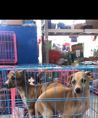 Ѱ������