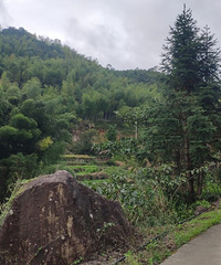 [����]������ͷ������ŵ���¿�ǣ�һ·�кܶ���ɫС�ٲ�