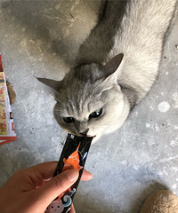 ��û����Ҫ����è��ѽ