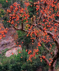 [����]����������������ˣ����ʺ�����