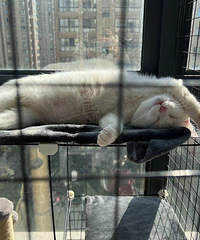 ����Ҫ����è�����