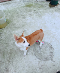 Ѱ��·��·�Ͻֵ�̹��������ʧһֻ�»�