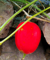 ����ܳ���