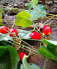 ����ܳ���