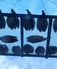 ���۸��᡿���˸��ĵľ��·���ᴩ��