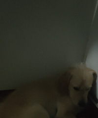 Ѱ����������