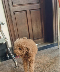 ���������̷���·�߼�һֻ̩�ϣ�ʧ��������ϵ��