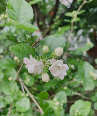 ��Ҷ�����˯���ģ���ʮһ����˯��������