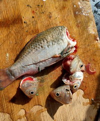 Ұ��С���㣬�������涼���̵ģ���ô����